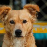What Type of Dog Is This? How to Identify Breed, Mix, and Lifestyle Fit Without Guessing 3 What Type of Dog Is This? How to Identify Breed, Mix, and Lifestyle Fit Without Guessing