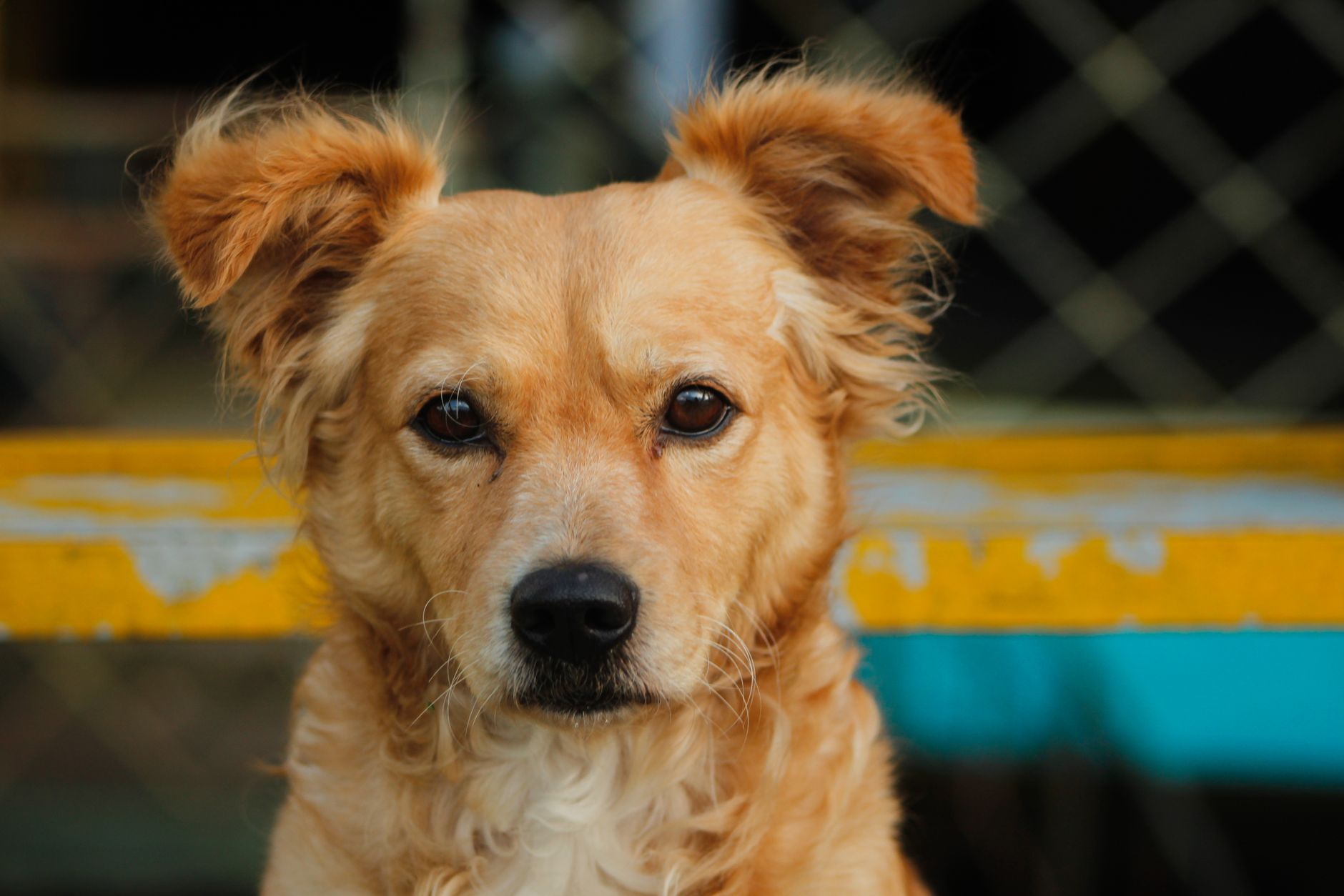 What Type of Dog Is This? How to Identify Breed, Mix, and Lifestyle Fit Without Guessing 1 What Type of Dog Is This? How to Identify Breed, Mix, and Lifestyle Fit Without Guessing