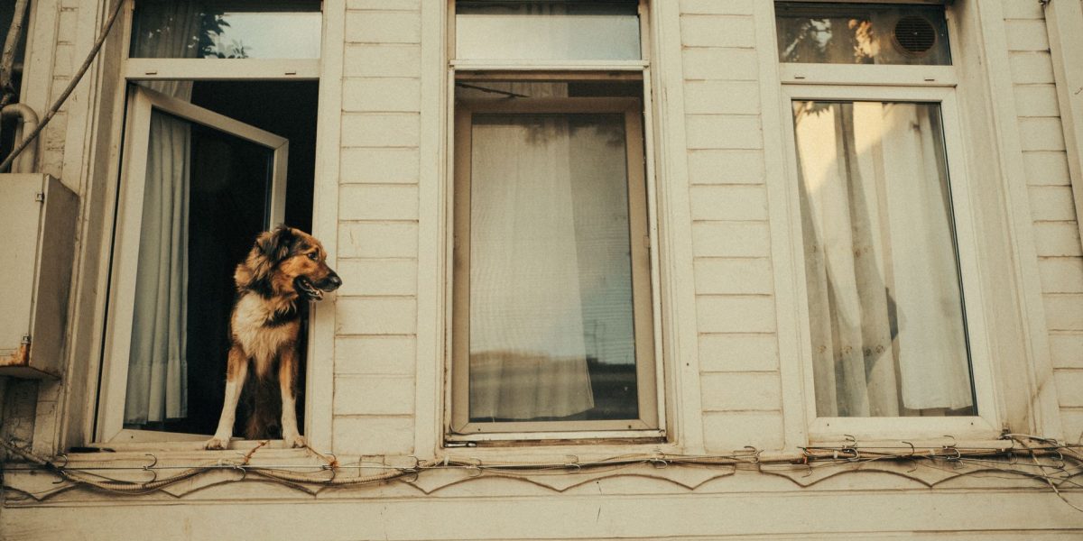 How to Help a Dog With Separation Anxiety: Understanding the Causes and Building Independence