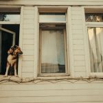 How to Help a Dog With Separation Anxiety: Understanding the Causes and Building Independence