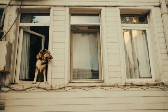 How to Help a Dog With Separation Anxiety: Understanding the Causes and Building Independence
