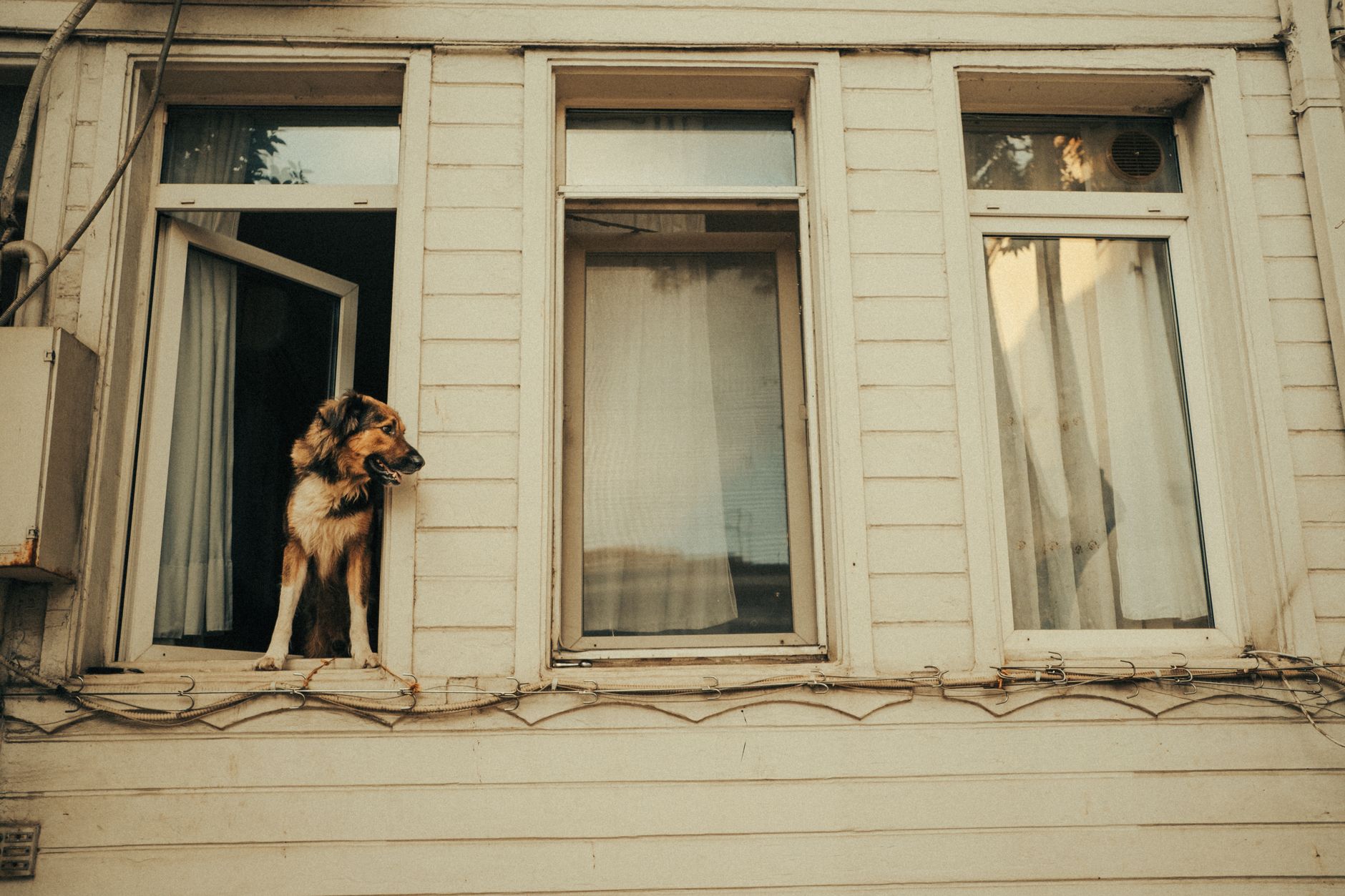 How to Help a Dog With Separation Anxiety: Understanding the Causes and Building Independence