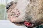 Can Dogs Get Cold Sores? Understanding Mouth Lesions and Skin Problems in Dogs
