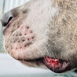 Can Dogs Get Cold Sores? Understanding Mouth Lesions and Skin Problems in Dogs