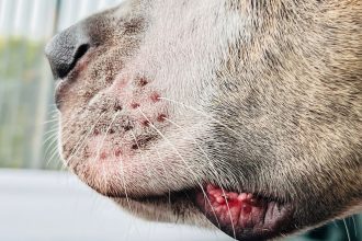 Can Dogs Get Cold Sores? Understanding Mouth Lesions and Skin Problems in Dogs