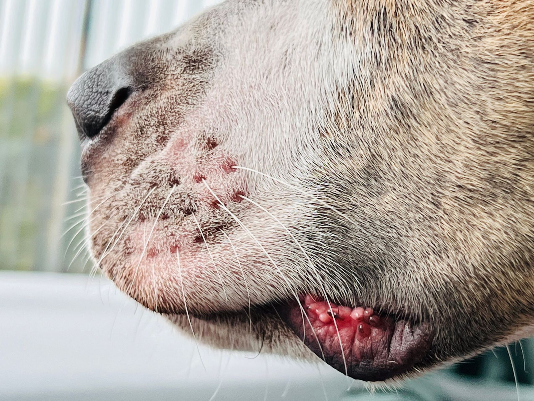 Can Dogs Get Cold Sores? Understanding Mouth Lesions and Skin Problems in Dogs