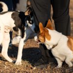Why Dogs Put Their Butt on You: The Meaning Behind This Unusual Canine Behavior 2 Why Dogs Put Their Butt on You: The Meaning Behind This Unusual Canine Behavior