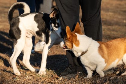 Why Dogs Put Their Butt on You: The Meaning Behind This Unusual Canine Behavior