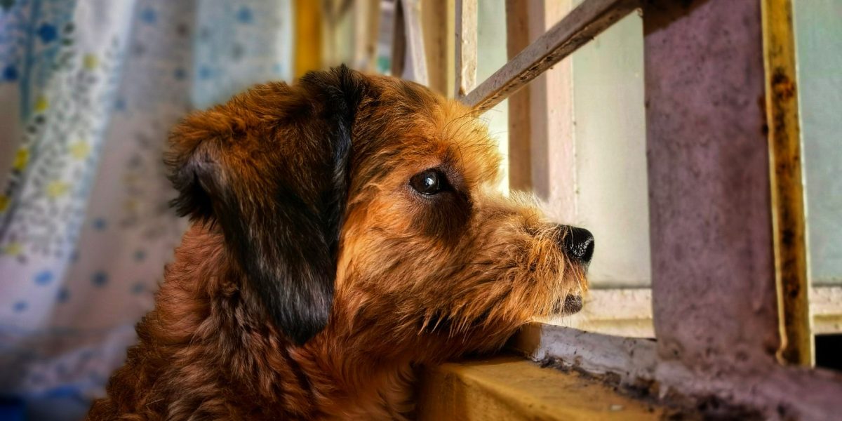 Helping Dogs Overcome Separation Anxiety: A Practical Guide to Building Confidence When Alone