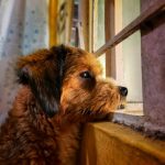 Helping Dogs With Separation Anxiety: Understanding the Problem and Building Independence