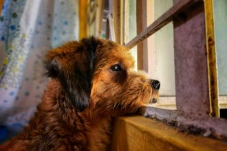 Helping Dogs With Separation Anxiety: Understanding the Problem and Building Independence 4 Helping Dogs With Separation Anxiety: Understanding the Problem and Building Independence