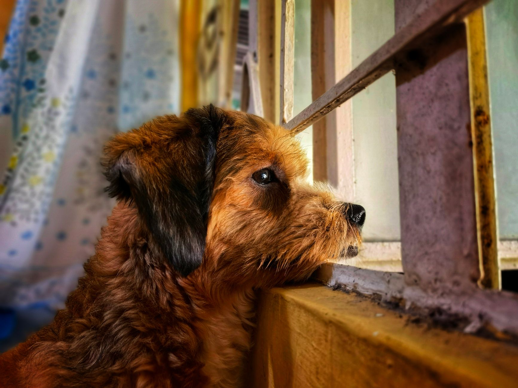 Helping Dogs With Separation Anxiety: Understanding the Problem and Building Independence 1 Helping Dogs With Separation Anxiety: Understanding the Problem and Building Independence