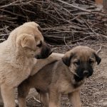 When Did Dogs Become Domesticated?