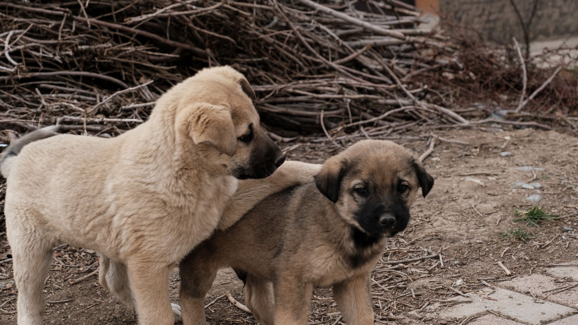 When Did Dogs Become Domesticated? 1 When Did Dogs Become Domesticated?