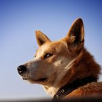 The Long Evolution of Dogs: How a Wild Predator Became Humanity’s Oldest Animal Companion