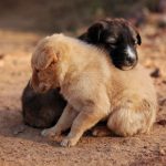Can Dogs and Wolves Have Puppies Together?