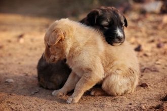 Can Dogs and Wolves Have Puppies Together?
