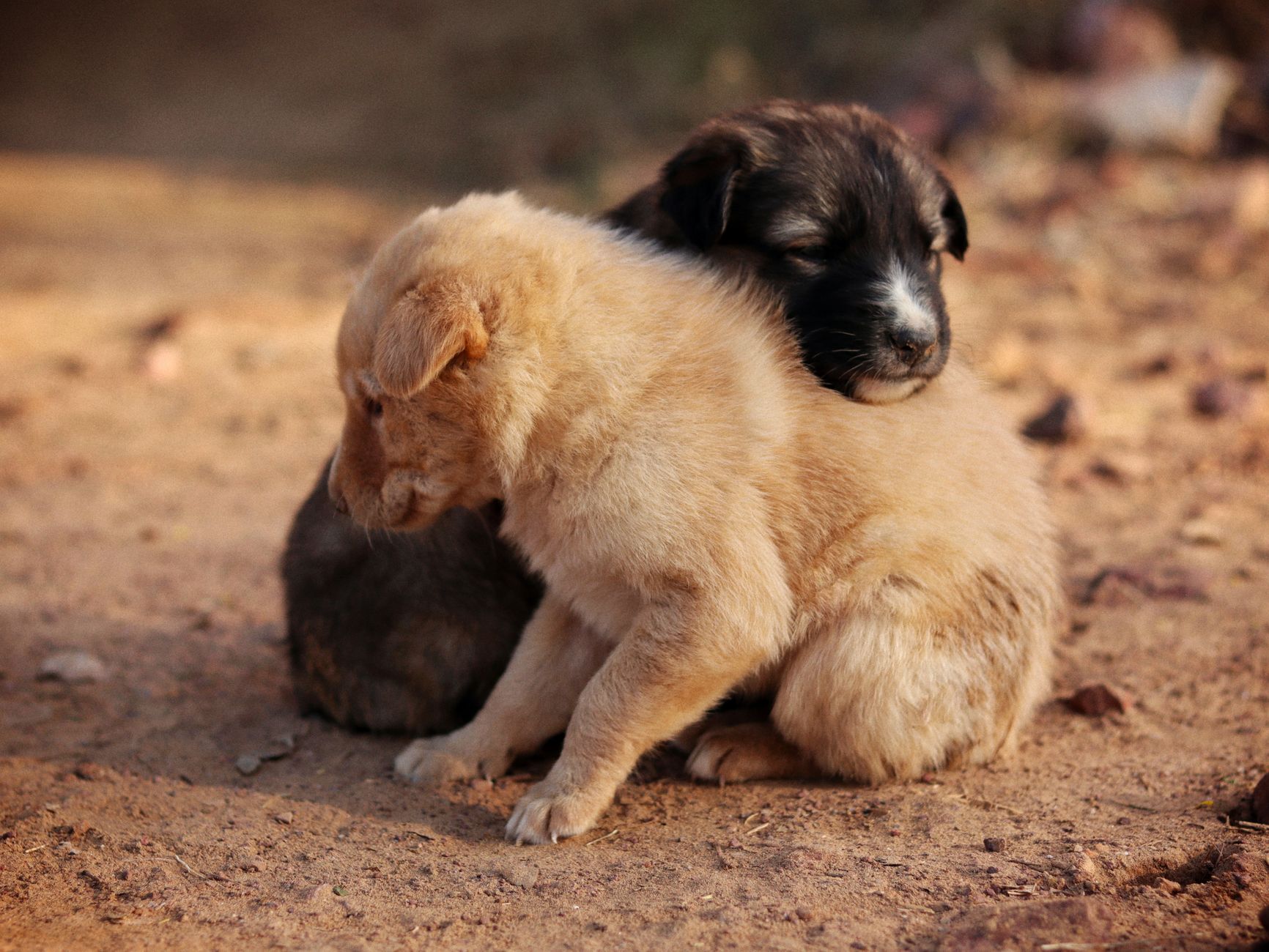 Can Dogs and Wolves Have Puppies Together?