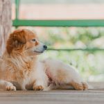 How to Help a Dog Feel Comfortable When Left Alone 2 How to Help a Dog Feel Comfortable When Left Alone