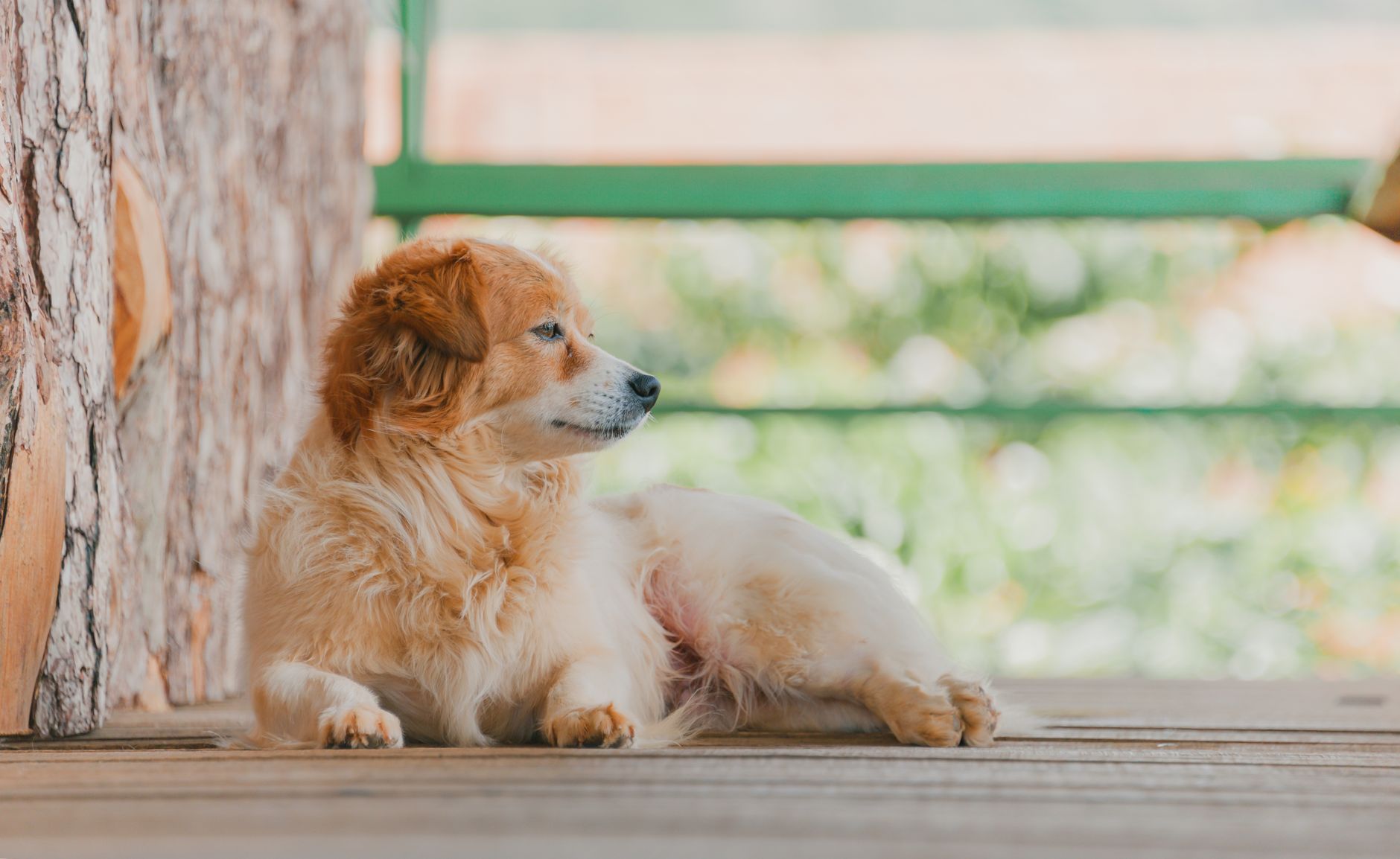 How to Help a Dog Feel Comfortable When Left Alone