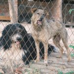 How to Choose the Right Dog Breed: A Practical Guide Before You Bring Home a Companion