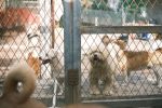 Finding the Right Dog Breed Starts With Your Lifestyle, Not the Breed List