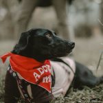 Helping an Anxious Dog Feel Safe: Practical Ways to Reduce Stress and Build Confidence
