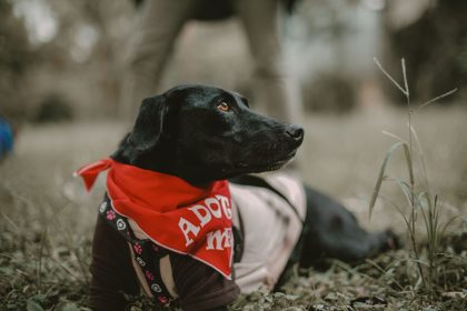 Helping an Anxious Dog Feel Safe: Practical Ways to Reduce Stress and Build Confidence