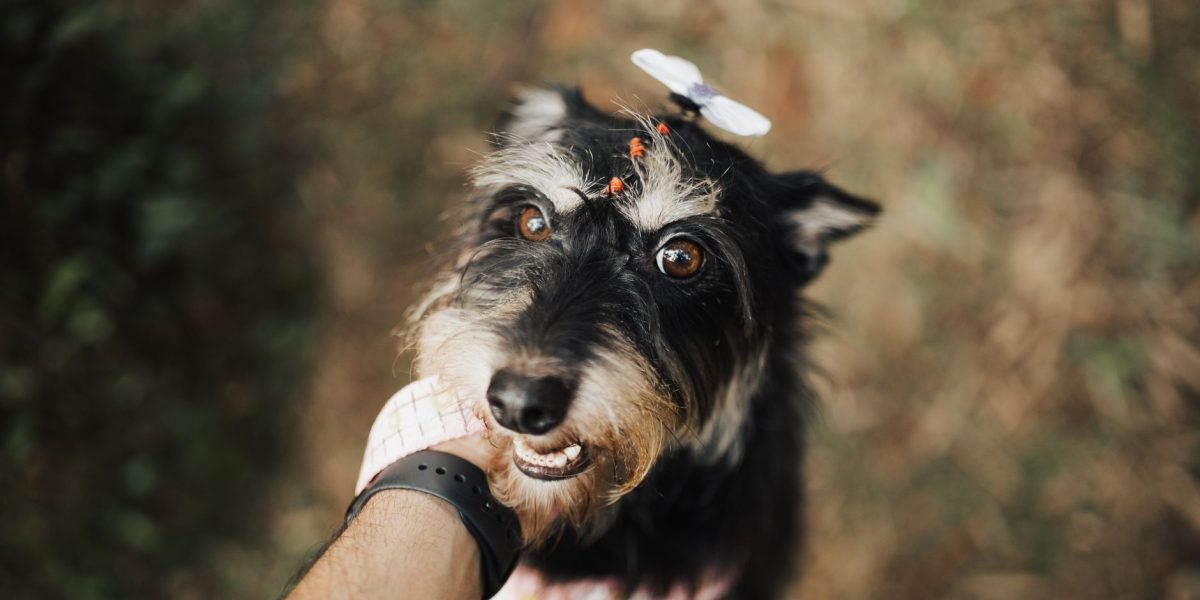 When Humans First Made Dogs Their Companions 3 When Humans First Made Dogs Their Companions