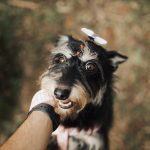 When Humans First Made Dogs Their Companions