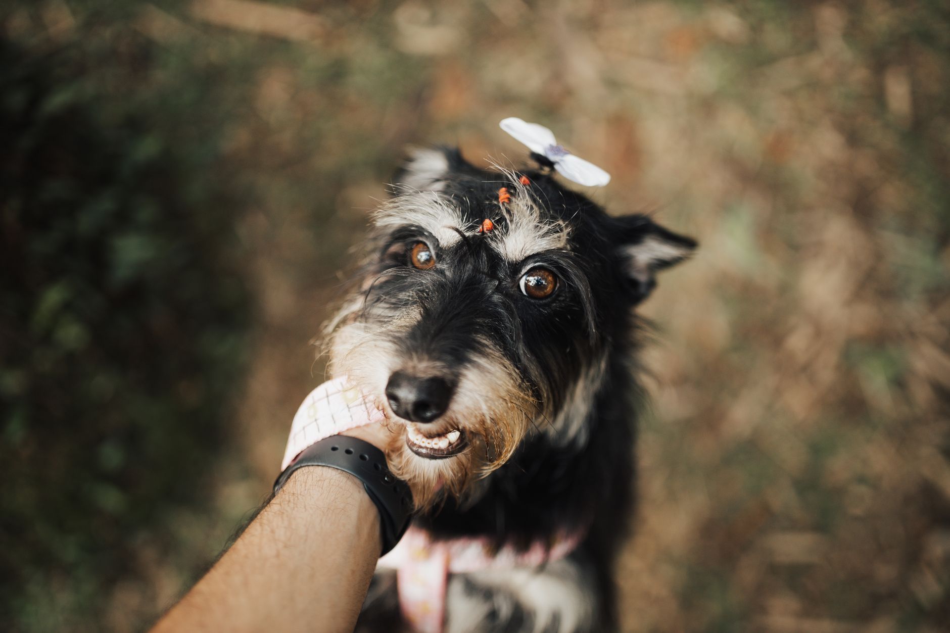 When Humans First Made Dogs Their Companions 1 When Humans First Made Dogs Their Companions