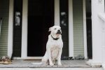 How to Teach a Dog to Stay Calm When Someone Comes to the Door 7 How to Teach a Dog to Stay Calm When Someone Comes to the Door