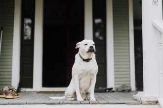 How to Teach a Dog to Stay Calm When Someone Comes to the Door 4 How to Teach a Dog to Stay Calm When Someone Comes to the Door