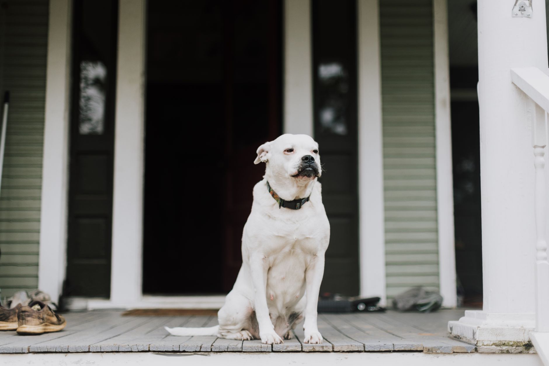 How to Teach a Dog to Stay Calm When Someone Comes to the Door