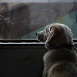 How Long Can You Leave a Dog Alone? What Matters More Than a Single Time Limit 2 How Long Can You Leave a Dog Alone? What Matters More Than a Single Time Limit