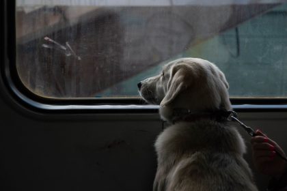 How Long Can You Leave a Dog Alone? What Matters More Than a Single Time Limit