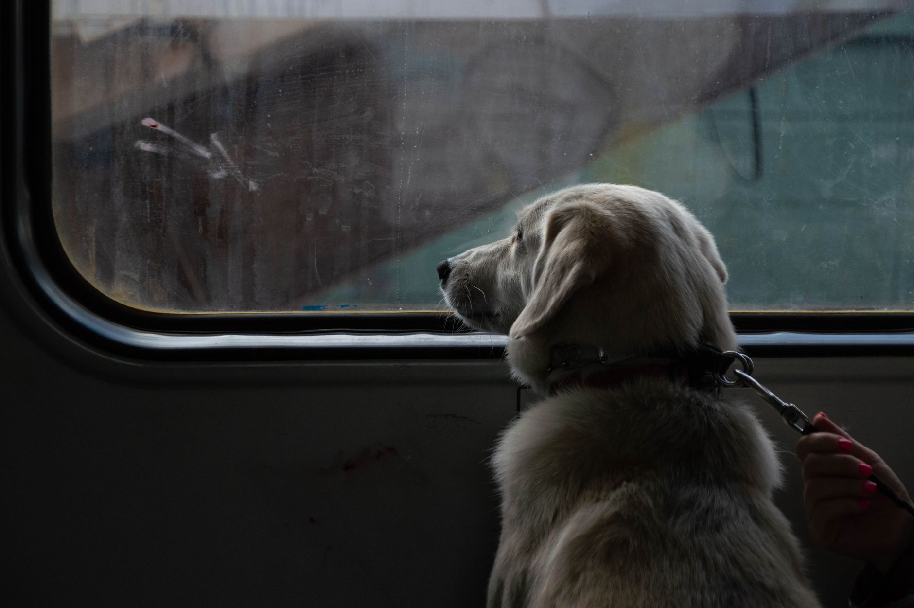 How Long Can Dogs Be Left Alone? A Practical Guide to Safe Alone Time 1 How Long Can Dogs Be Left Alone? A Practical Guide to Safe Alone Time