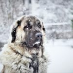 How Dogs Experience Cold Weather and When They Need Extra Protection 3 How Dogs Experience Cold Weather and When They Need Extra Protection
