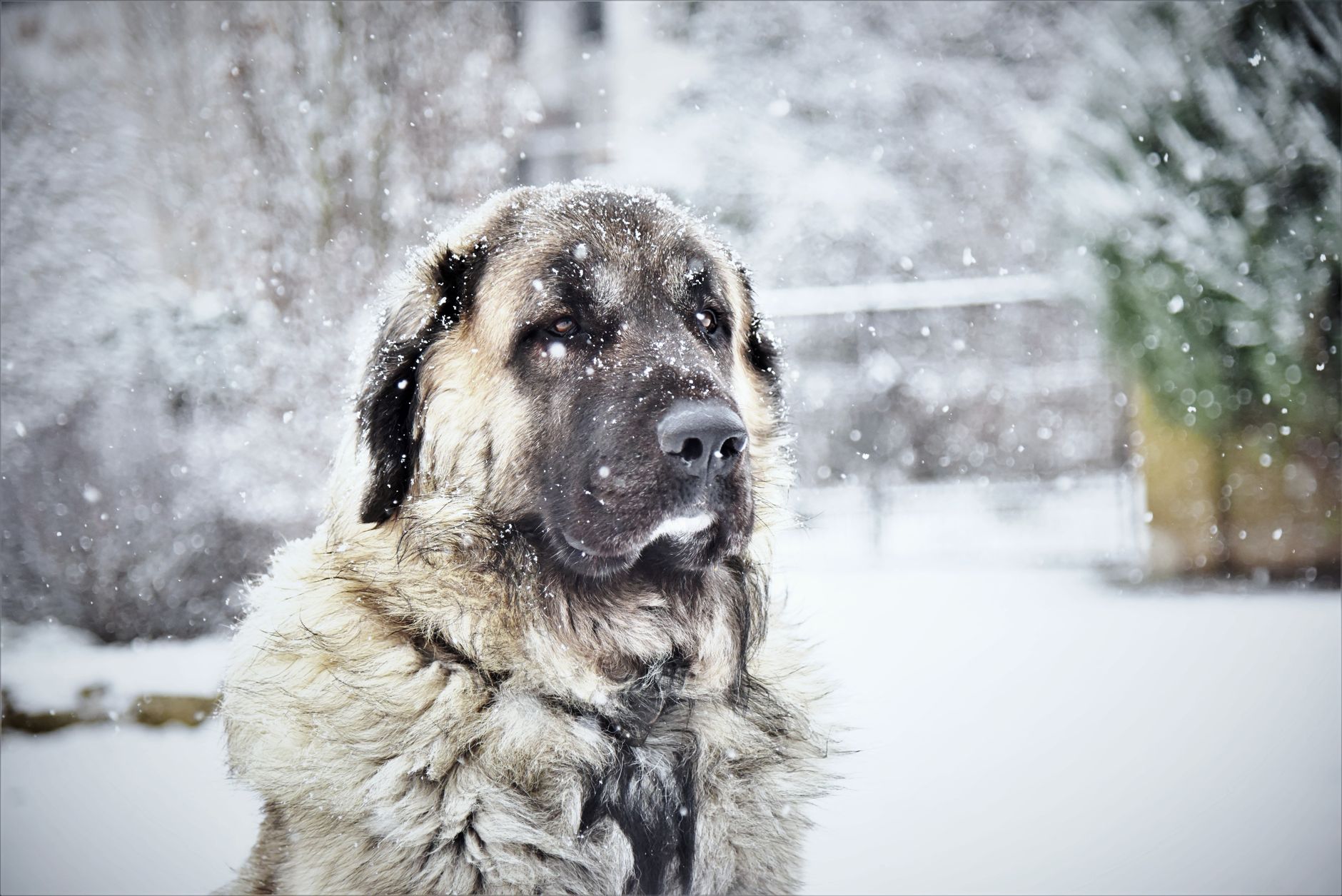 How Dogs Experience Cold Weather and When They Need Extra Protection 1 How Dogs Experience Cold Weather and When They Need Extra Protection