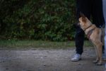 How to Teach a Dog to Stay Calm Around People and Reduce Unwanted Barking 7 How to Teach a Dog to Stay Calm Around People and Reduce Unwanted Barking