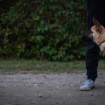 Teaching Your Dog to Stay Calm Around Strangers: A Guide to Reducing Reactive Barking 3 Teaching Your Dog to Stay Calm Around Strangers: A Guide to Reducing Reactive Barking