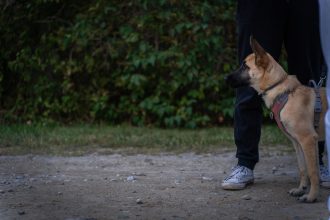 Teaching Your Dog to Stay Calm Around Strangers: A Guide to Reducing Reactive Barking