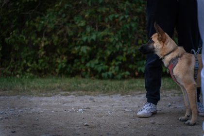 Teaching Your Dog to Stay Calm Around Strangers: A Guide to Reducing Reactive Barking