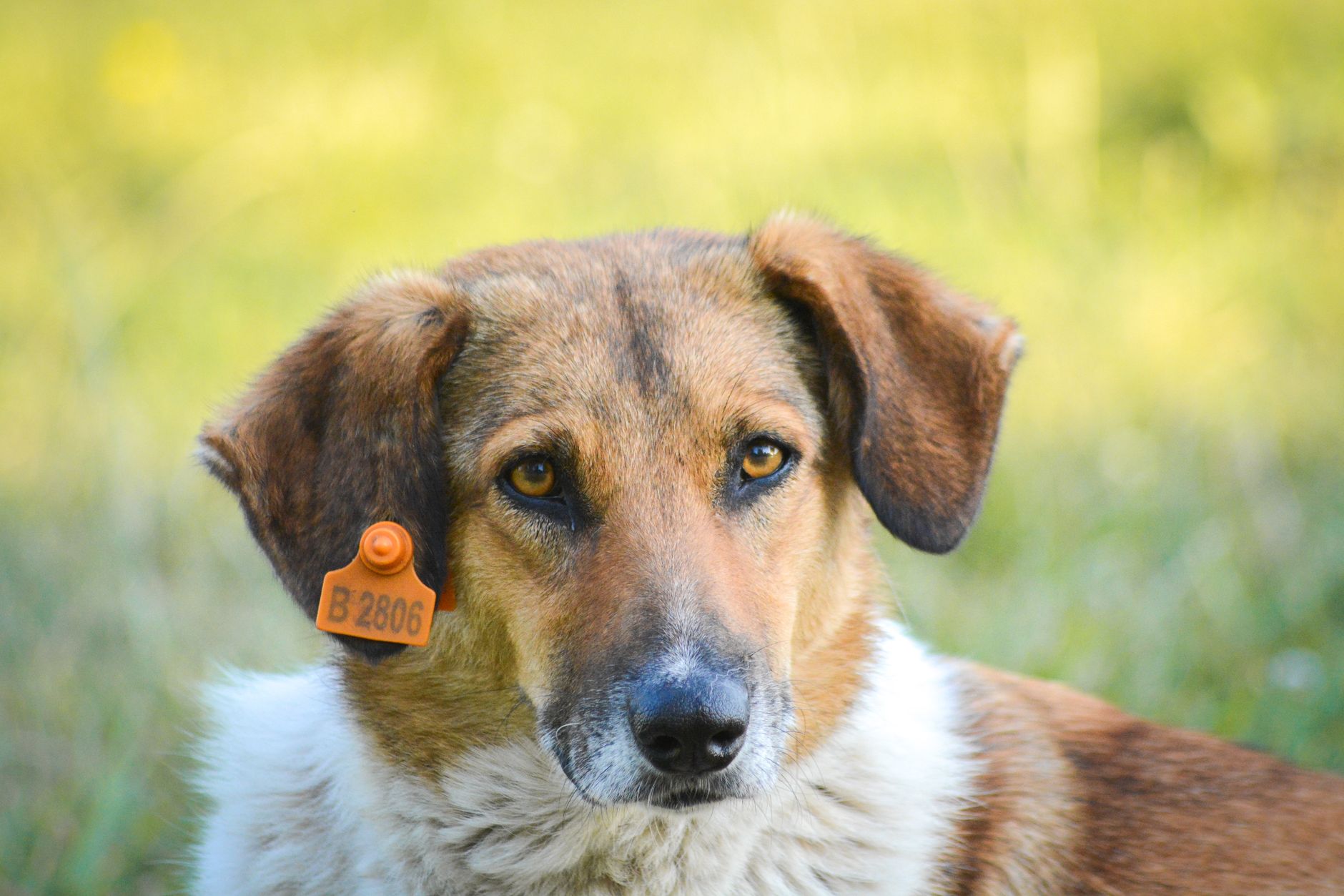 How to Find Out if a Dog Has a Microchip and Trace Their Identification 1 How to Find Out if a Dog Has a Microchip and Trace Their Identification