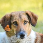 How Long Does a Microchip Last in a Dog? Understanding the Lifespan, Safety, and Reality of Pet Identification 3 How Long Does a Microchip Last in a Dog? Understanding the Lifespan, Safety, and Reality of Pet Identification