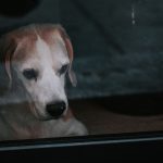 When Being Alone Becomes Stressful: The Science Behind Dog Separation Anxiety