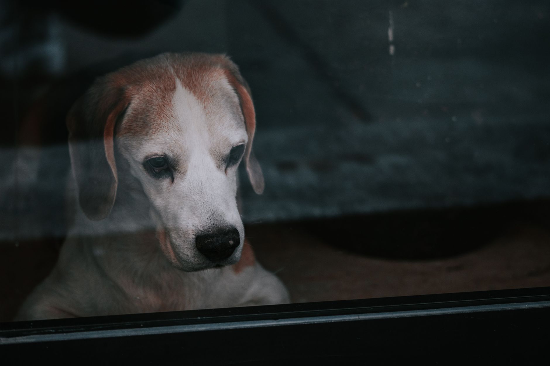 When Being Alone Becomes Stressful: The Science Behind Dog Separation Anxiety 1 When Being Alone Becomes Stressful: The Science Behind Dog Separation Anxiety