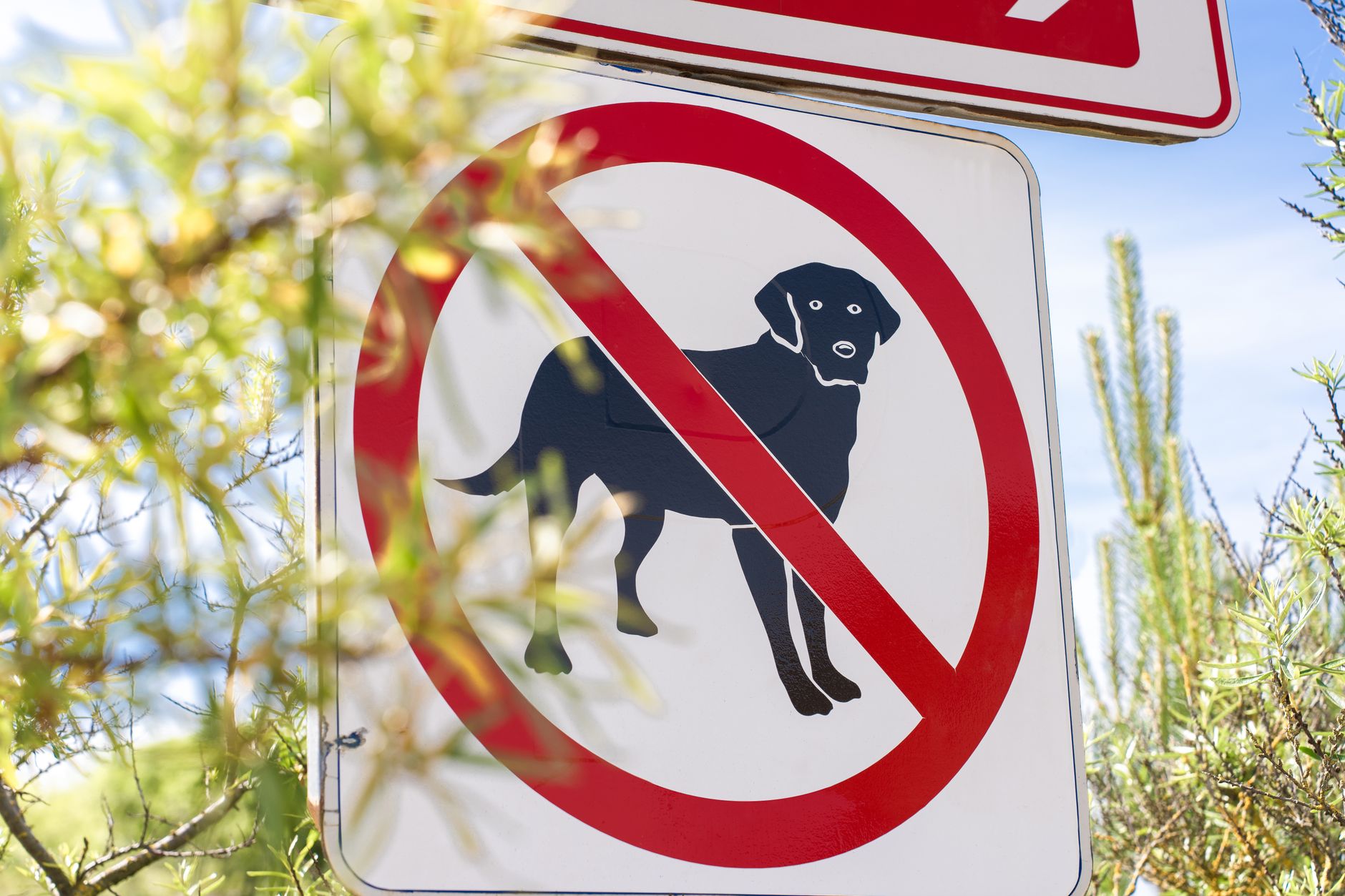 How to Recognize Dog Poisoning: Warning Signs, Causes, and What Owners Should Do 1 How to Recognize Dog Poisoning: Warning Signs, Causes, and What Owners Should Do