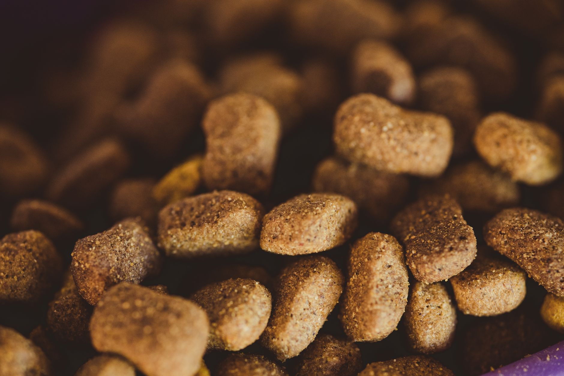 What Can Dogs Safely Eat? A Practical Guide to Healthy Human Foods and Dietary Risks 1 What Can Dogs Safely Eat? A Practical Guide to Healthy Human Foods and Dietary Risks