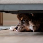 Why Dogs Become Anxious and How to Help Them Feel More Secure